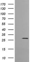 KLK8 / Kallikrein 8 Antibody (clone OTI9H7)