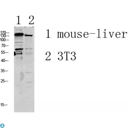 GRIN2D / NMDAR2D / NR2D Antibody