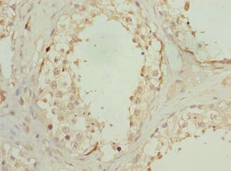 OAZ1 / OAZ Antibody