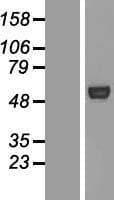 AUTL1 / ATG4C Protein (Over-Expression Lysate Myc-DDK (Flag))