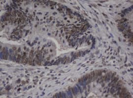 Monoclonal Mouse anti-Human JUN / c-Jun Antibody (clone OTI9F5, IHC, WB)