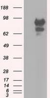 SNX9 / WISP Antibody (clone OTI2F1)