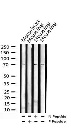 Polyclonal Rabbit anti-Human SOX9 Antibody (phospho-Ser181, IHC, IF, WB)