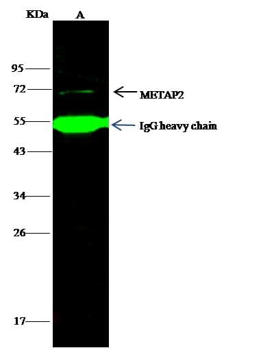 METAP2 Antibody (Preservative Free)