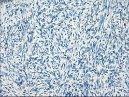 LTA4H / LTA4 Antibody (clone OTI1E9, Carrier-free)