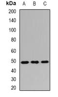 TMEM184A Antibody