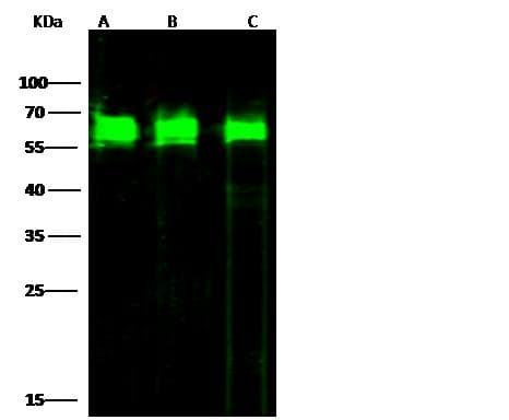 PDI / P4HB Antibody (Preservative Free)