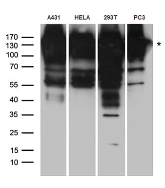 EPS15 Antibody
