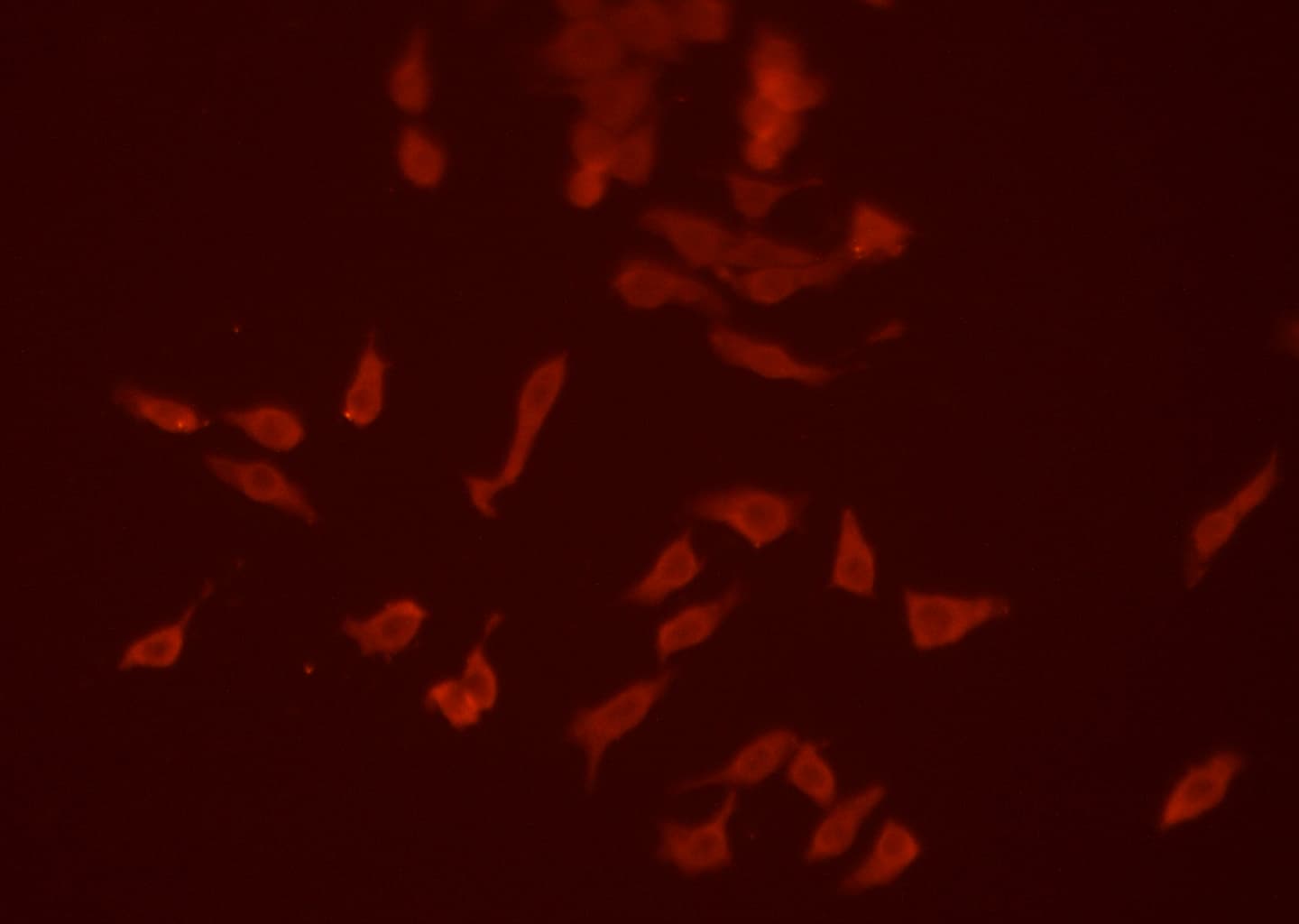 SIRPA / CD172a Antibody