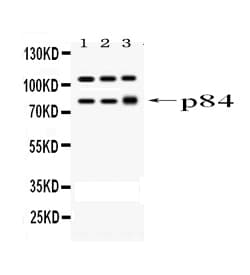 STAT1 Antibody