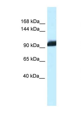 Polyclonal Rabbit anti-Mouse ZHX1 Antibody (aa780-829, WB)