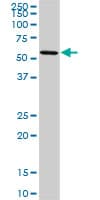 OXSR1 / OSR1 Antibody (clone 3A8)