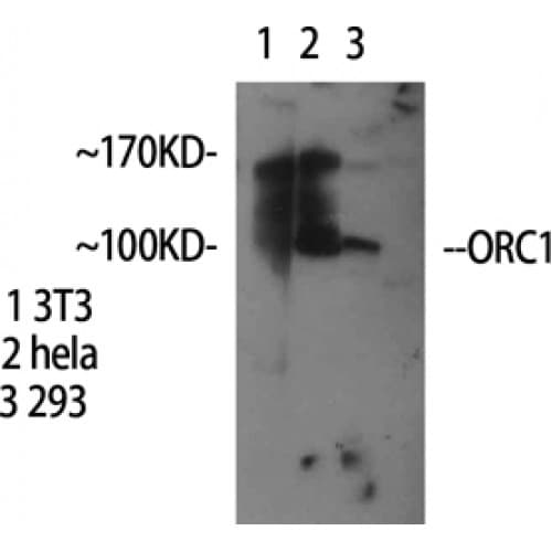 ORC1 Antibody (300-380 aa, Internal)