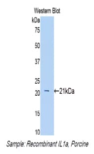 IL1A / IL-1 Alpha Antibody (aa98-266)