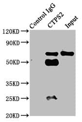 Polyclonal Rabbit anti-Human CTP Synthetase 2 / CTPS2 Antibody