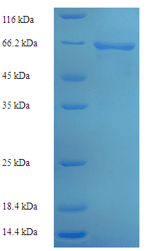 Bacteroides vulgatus glaB1 / Alpha-Galactosidase B Protein (Recombinant His)