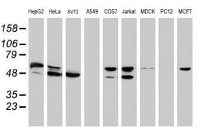 NONO / P54NRB Antibody (aa184-385, clone OTI5F1)