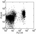 CCR7 Antibody (clone 4B12, APC)