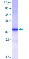 Human Apolipoprotein A-II (Recombinant GST)
