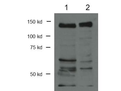 CTCF Antibody (C-Terminus)