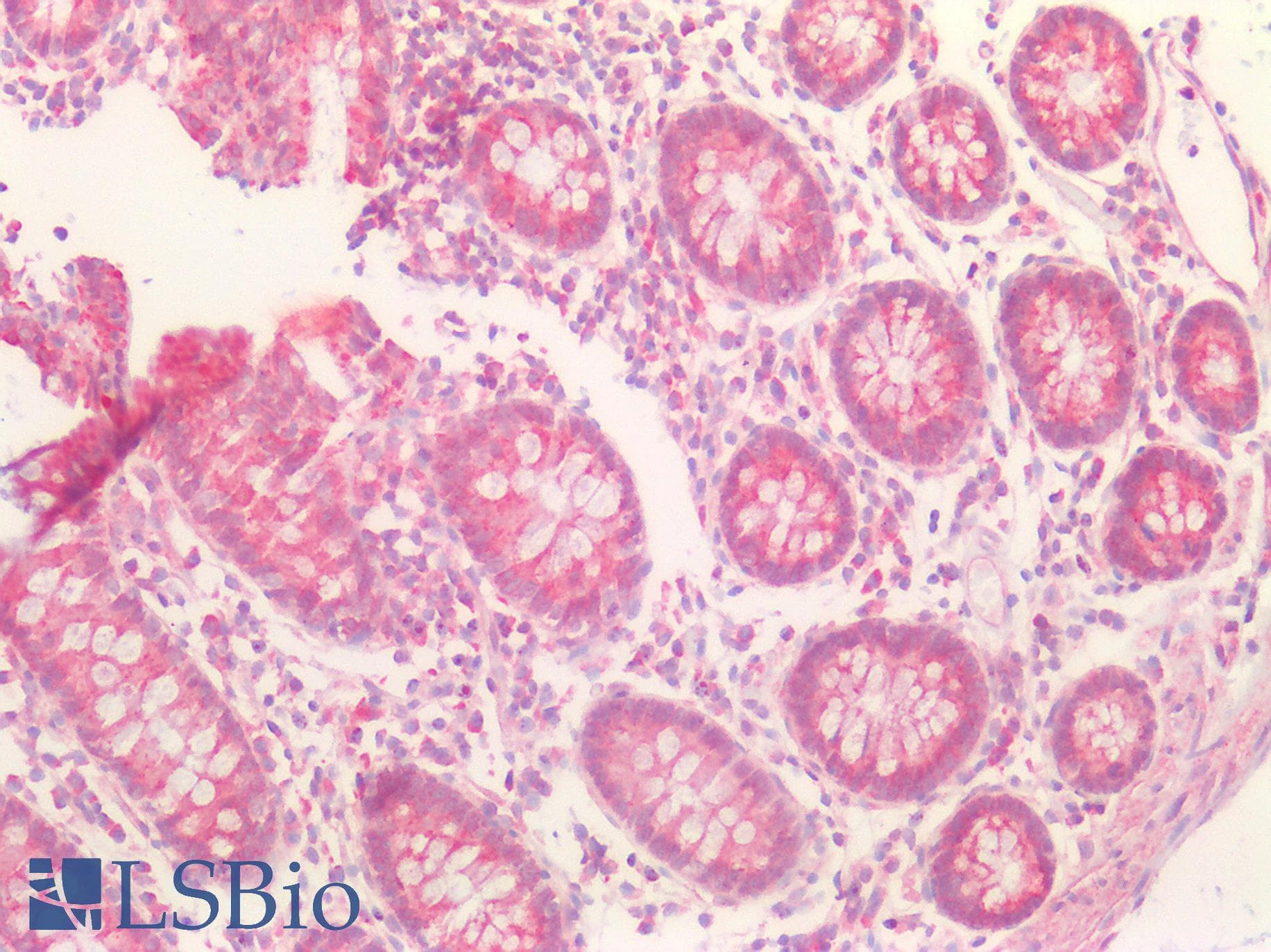 IHC-plus™ CD95 / FAS Antibody (aa281-330)