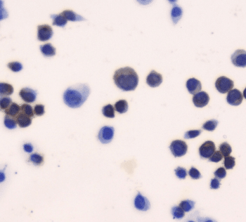 Polyclonal Rabbit anti-Mouse TXN / Thioredoxin / TRX Antibody (IHC, WB)
