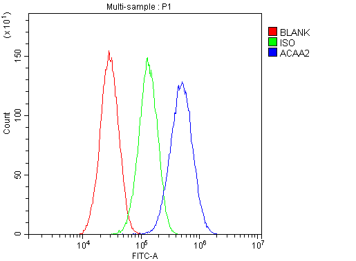 ACAA2 Antibody