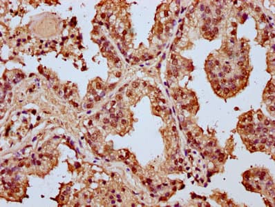 HIST1H4I Antibody