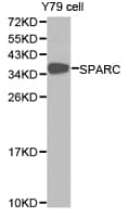 Osteonectin / SPARC Antibody