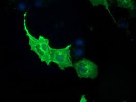 PDE2A Antibody (clone OTI4D10, Carrier-free)
