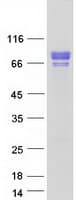 Human HSF1 Protein (Recombinant Myc-DDK (Flag))