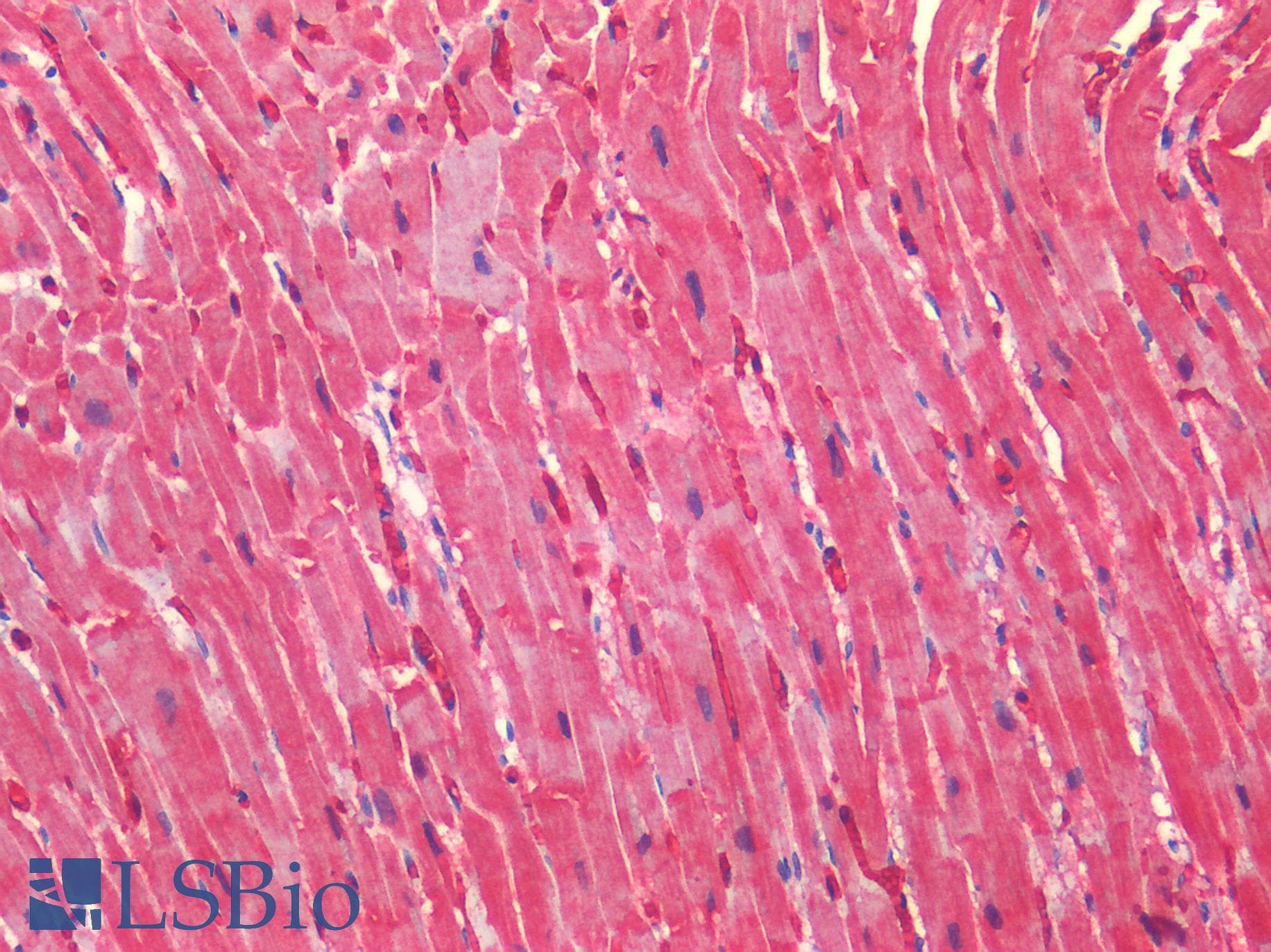 PathPlus™ Monoclonal Mouse anti-Human TIMP2 Antibody (clone 5B11, IHC, IF, WB)