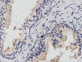 Monoclonal Mouse anti-Human PTPRE / PTP Epsilon Antibody (clone OTI2A9, IHC, IF)