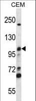 MCM4 Antibody (aa637-665)