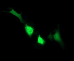 IDO1 / IDO Antibody (clone OTI2G4)