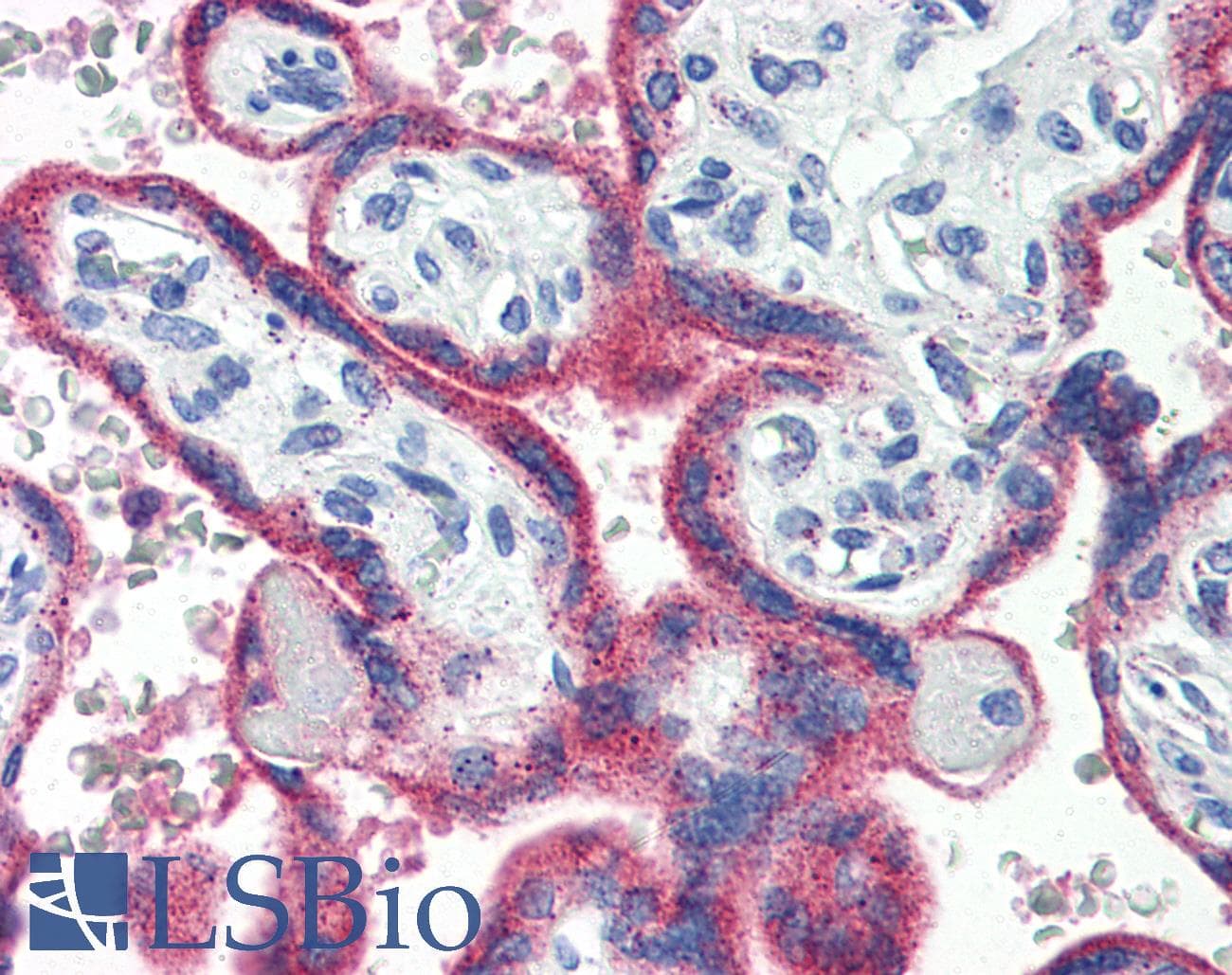 PathPlus™ HSPD1 / HSP60 Antibody (aa1-573, clone 2E4)