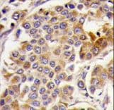 PRKAA1 / AMPK Alpha 1 Antibody (Ser487)