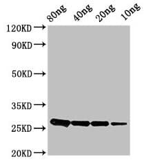 Phosphocarrier protein HPr Antibody