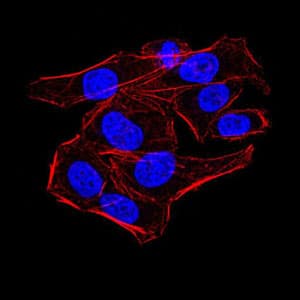 KDM1B Antibody (clone 5E10C1)