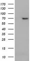 ARNTL / BMAL1 Antibody (clone OTI1D1)