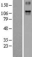 ITGA4 / VLA-4 / CD49d Protein (Over-Expression Lysate Myc-DDK (Flag))