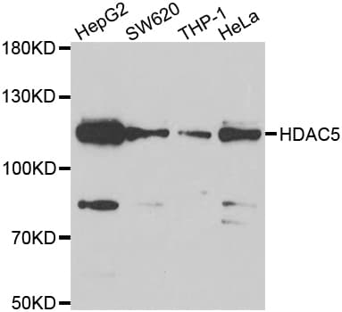 HDAC5 Antibody