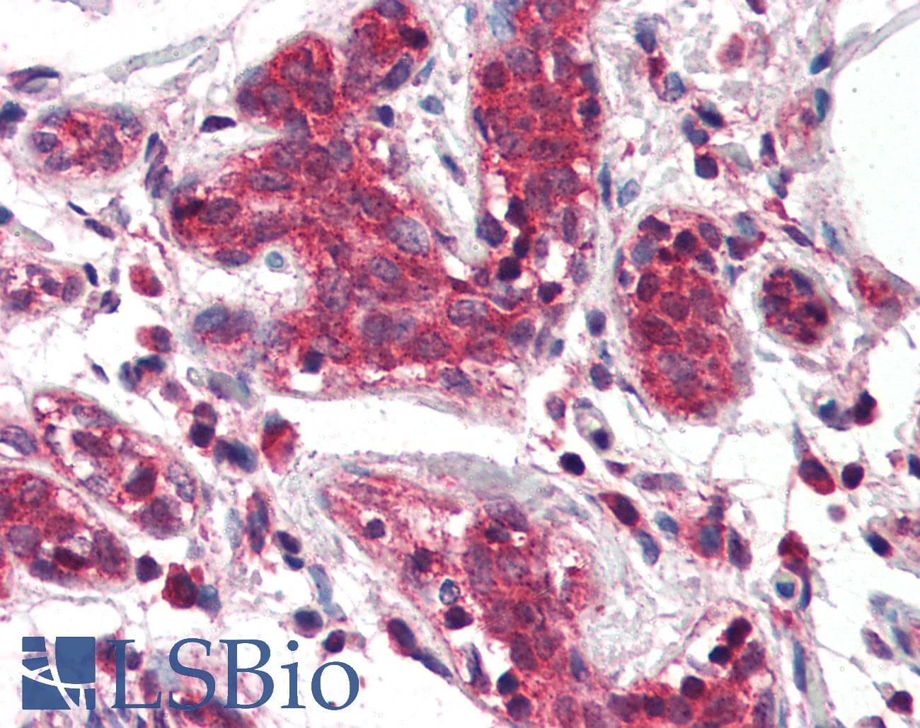 IHC-plus™ DAGLA Antibody (aa1031-1042)