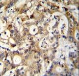 SP1 Antibody (aa677-707)