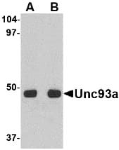 UNC93A Antibody