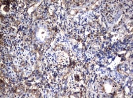 Vimentin Antibody (clone OTI1A9)