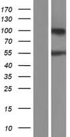 ARHGAP30 Protein (Over-Expression Lysate Myc-DDK (Flag))