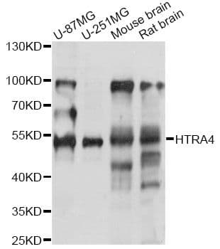 HTRA4 Antibody