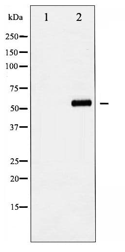 YAP / YAP1 Antibody (phospho-Ser127)