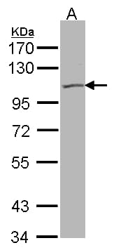 KCNQ5 Antibody (aa458-714)